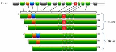 Untangling Tau and Iron: Exploring the Interaction Between Iron and Tau in Neurodegeneration